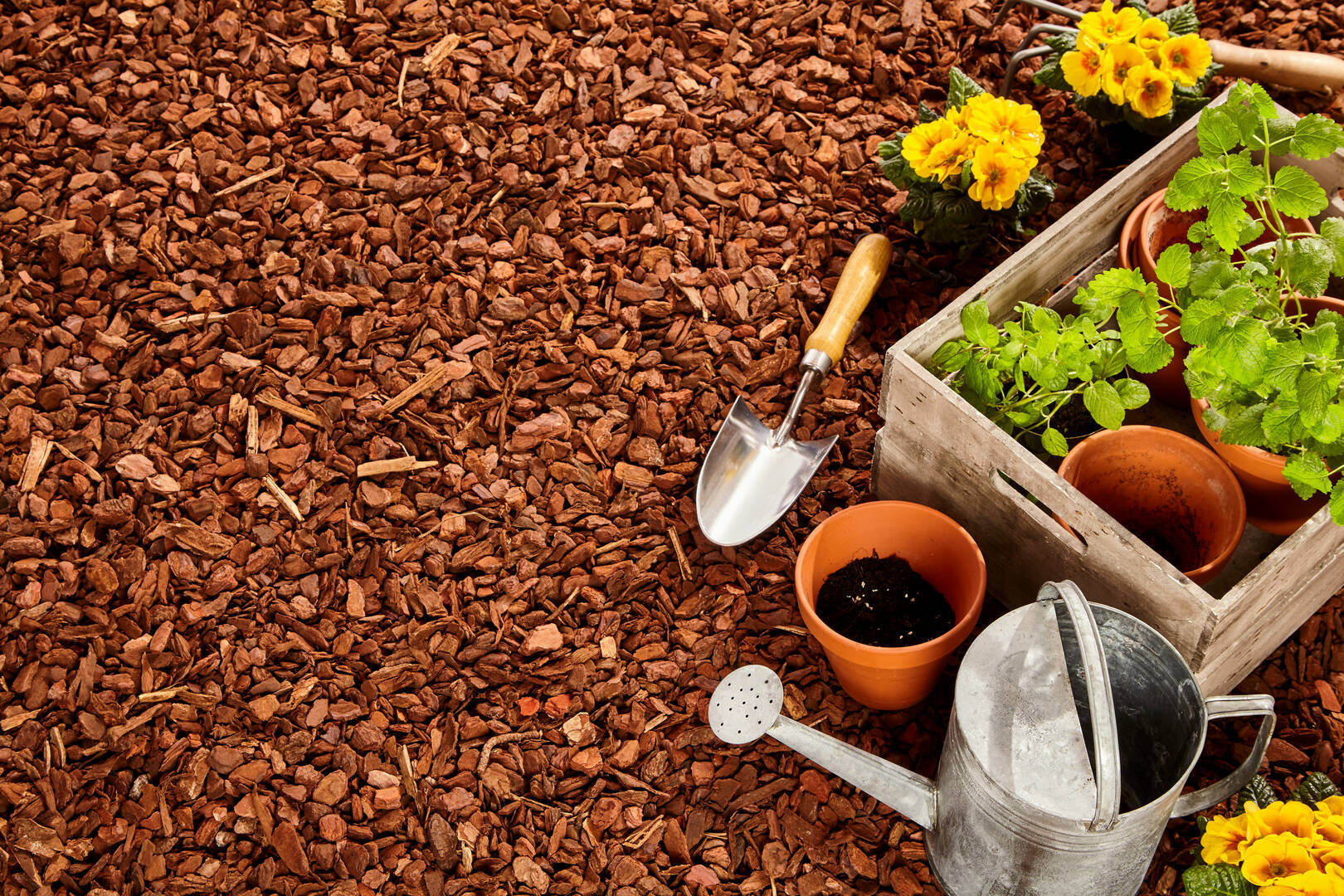 Tree Removal Services Largo FL